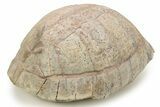 Colorful Fossil Tortoise (Stylemys) - South Dakota #263462-3